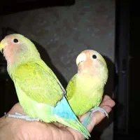 جفت کوتوله برزیلی