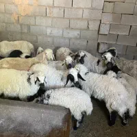 میش|حیوانات مزرعه|سیرجان, |دیوار