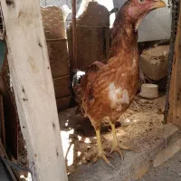 مرغ لاری