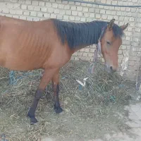 اسب|اسب و تجهیزات اسب‌سواری|بروجرد, |دیوار