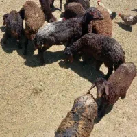 قوچ|حیوانات مزرعه|جغتای, |دیوار