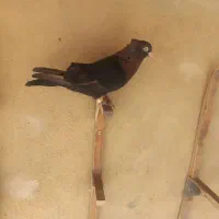 کفتر کبوتر