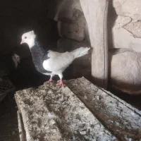 دوتا ماده