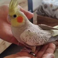 جوجه عروس نر ۲ماهه