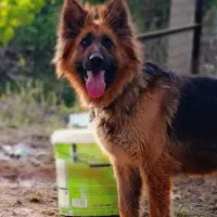 ژرمن شولاین اصیل