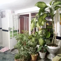 گل اپارتمانی