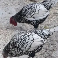 مرغ و خروس سیبرایت سیلور