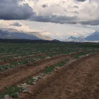 فروش-1000-متر-زمین-دره-شور-مناسب-سرمایه-گذاری