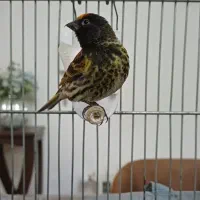 سهره گلبسر نر رام