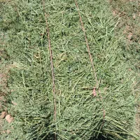 پرس یونجه شهری درجه یک پرس یونجه اسپرس