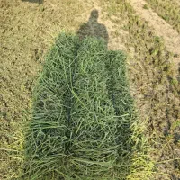 فروش کاه کلش یونجه  شبدر جو محلی