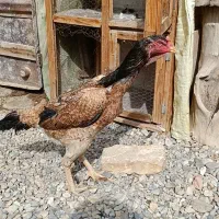 مرغ و خروس لاری