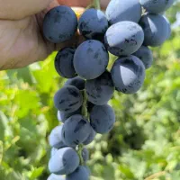 نهال صنوبر با  تخفیف ویژه برای مشتریان جدید