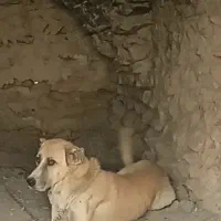 سگ سراب افغان
