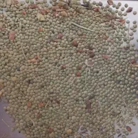 عدس دیم بیله سوار