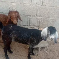 یک راس تیشر