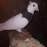 کبوتر
