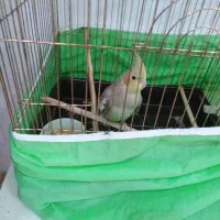 عروس هلندی دستی