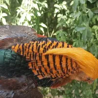 دستگاه جوجه کشی ایزی باتور و طاووس بلژیکی لیمویی