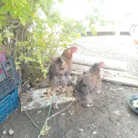 فروش مرغ تخمگذار