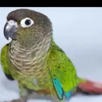 گرینچیک