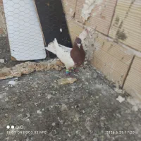 2تا کله نر