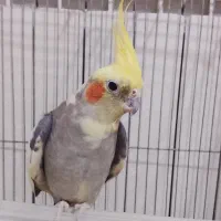 دو عدد عروس هلندی نر و ماده