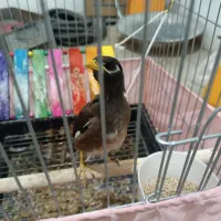 جوجه مینانر شاه تخم 2ماهه بدونه قفس