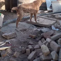 واگذاری سگ سرخ