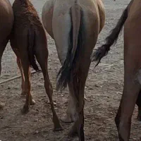 شتر نر|حیوانات مزرعه|بندرعباس, |دیوار