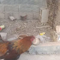 فروش خروس برهما