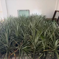 بوته اناناس