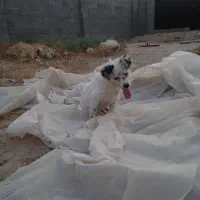 فروش سگ پامر