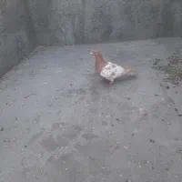 پلاکی و سرور