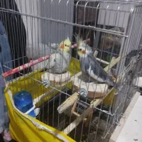 عروس هلندی نرو ماده