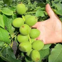 تولیدوفروش نهال تا پنج ساله ارسال به کل کشور صنوبر