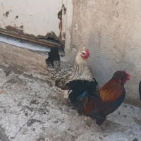 مرغ سلطان و خروس
