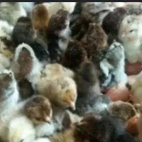 جوجه مرغ محلی گلپایگانی یک روزه