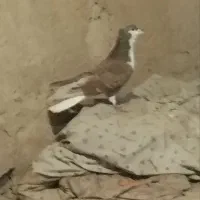 کفتر ساده سرخ کاکلی