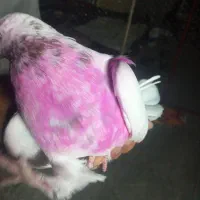 کبوتر