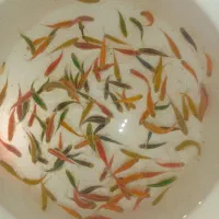 نیاز به سرمایه گذار