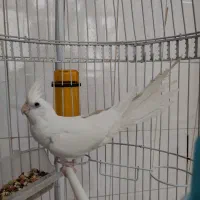 عروس هلندی ماده آلبینو