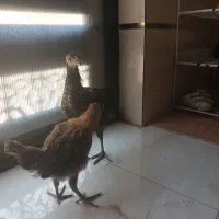 دو عدد جوجه مرغ