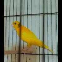 دعوت چندجلسه استخرمعاوضه بایک جفت قناری