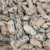 لوبیا (پاچ باقالی)