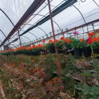 نهال گل شمعدونی شمشادیاس رزهلندی انگور مندراپ نشاء