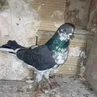 کفتر|پرنده|خرمدره, |دیوار