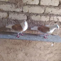 کفتر فروشی