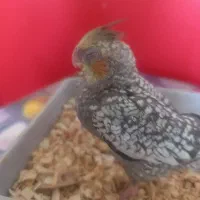 جوجه عروس هلندی