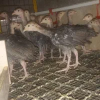 بوقلمون برنز